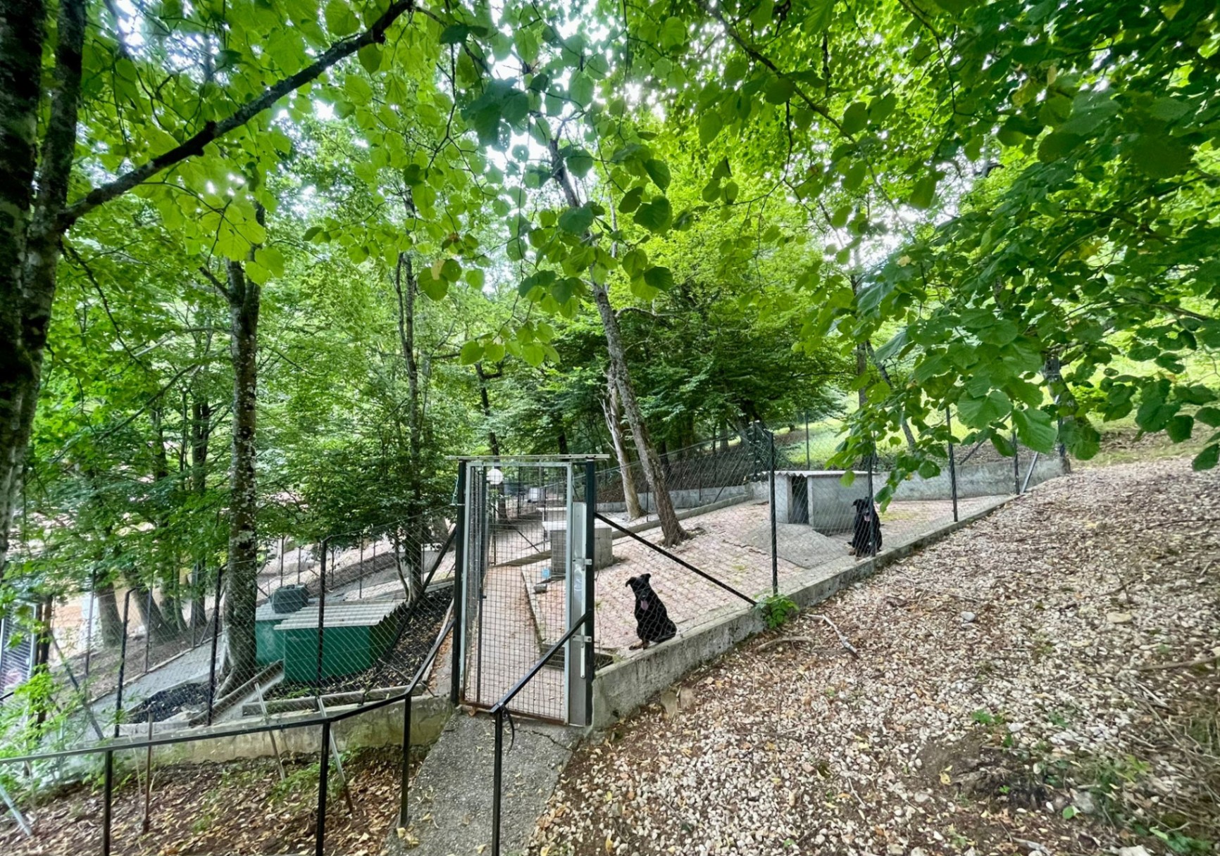 Boxes extérieurs au cœur des sapins avec chiens