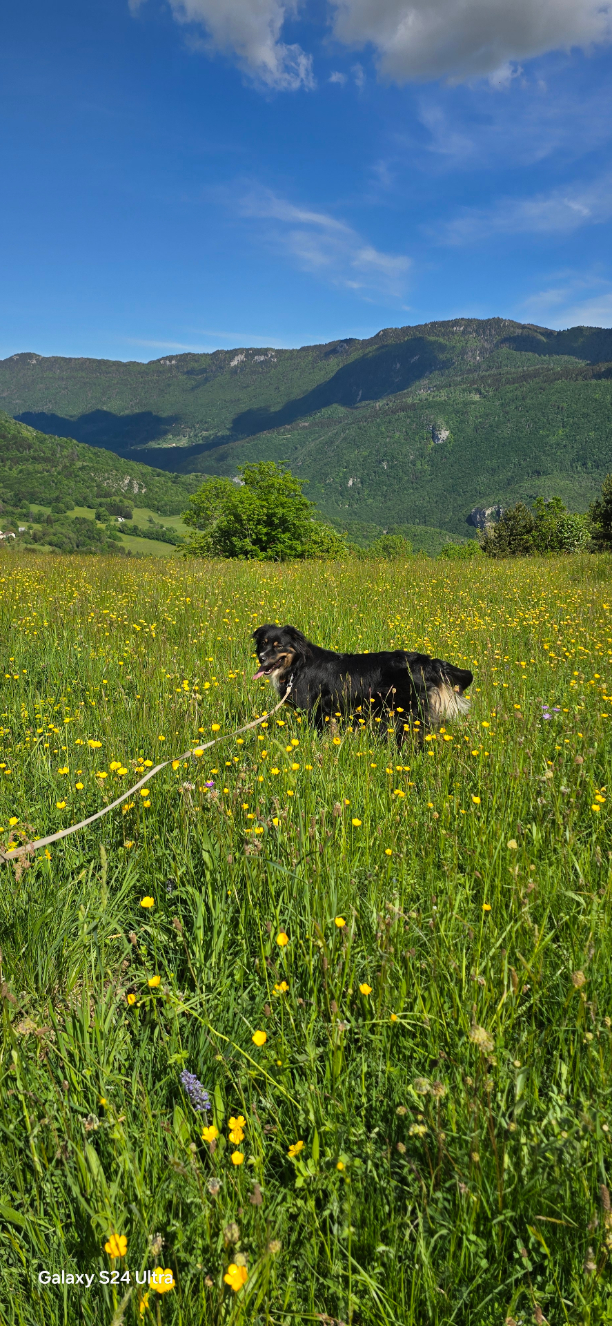 Chien en promenade dans une prairie fleurie avec vue sur les montagnes