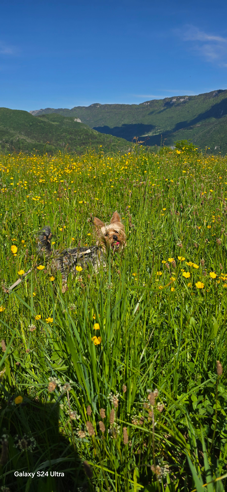 Yorkshire heureux dans les hautes herbes en pleine nature