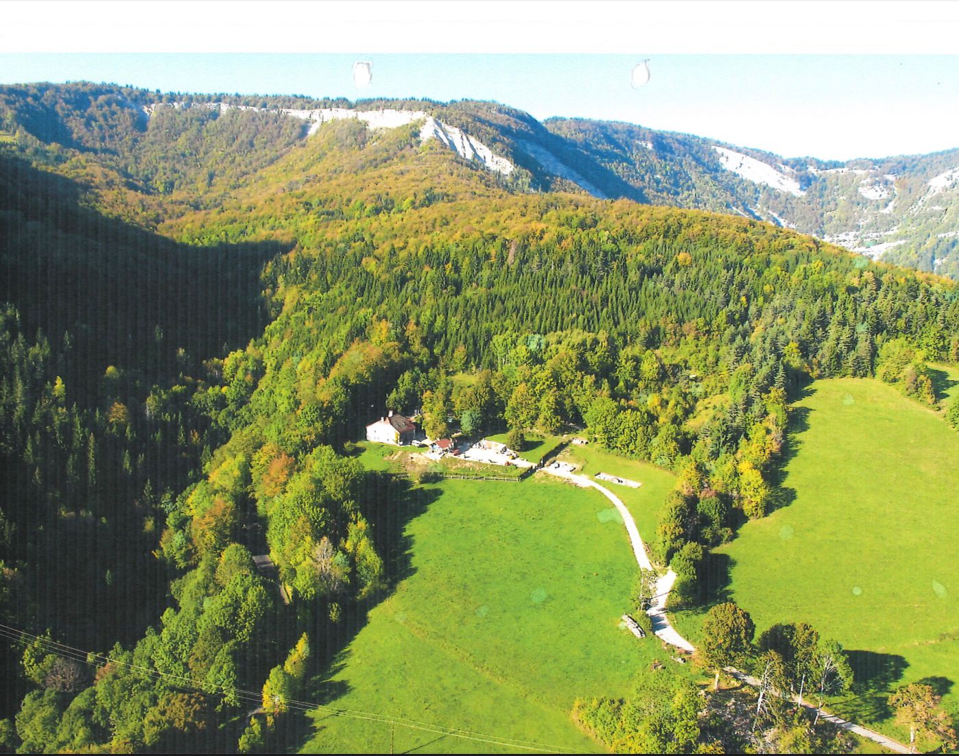 Pension canine au cœur des sapins, chiens jouant dans un grand terrain